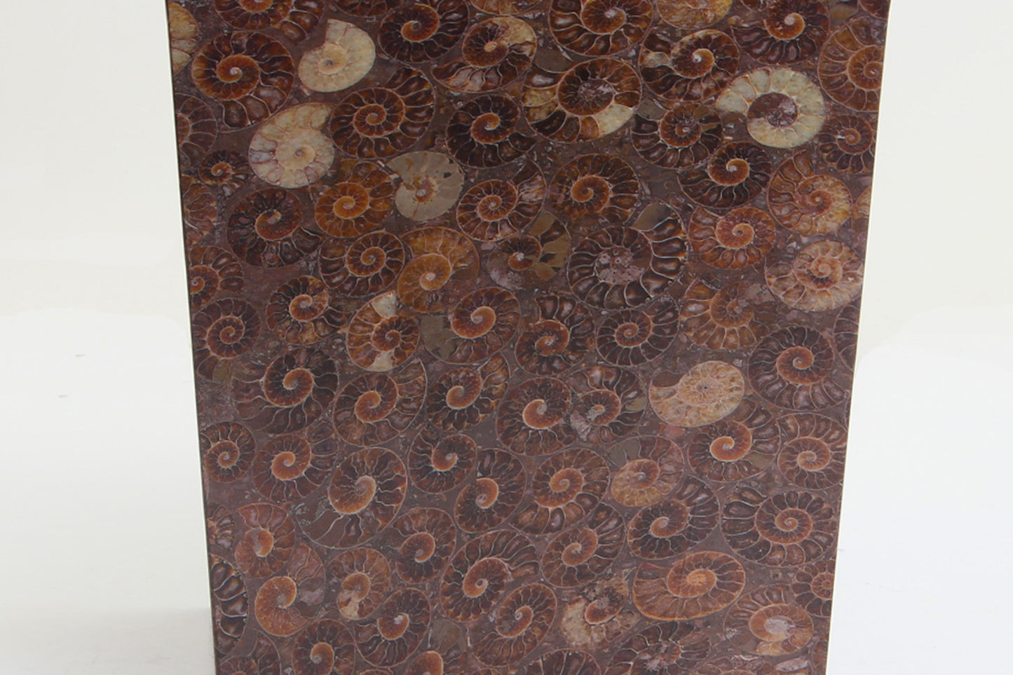 Ammonite Waste paper Bin detail